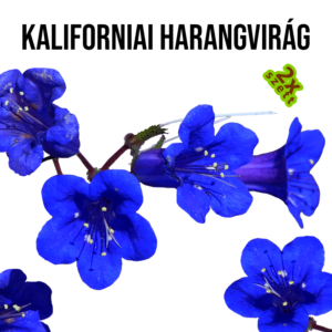 Kaliforniai harangvirág fa kaspóban - Image 3