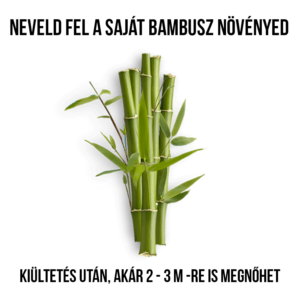 Moso bambusz növény nevelő szett - Image 2