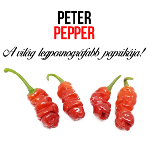 Peter pepper chili paprika növény nevelő szett - Image 3