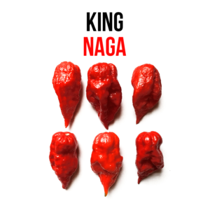 King Naga chili paprika növény nevelő szett - Image 3