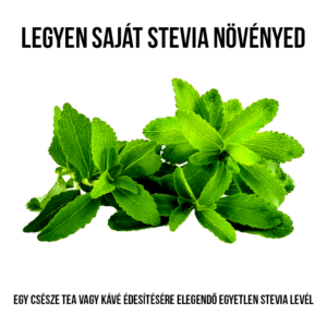 Stevia növény nevelő szett - Image 2