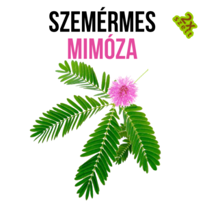 Szemérmes Mimóza növény nevelő szett - Image 3