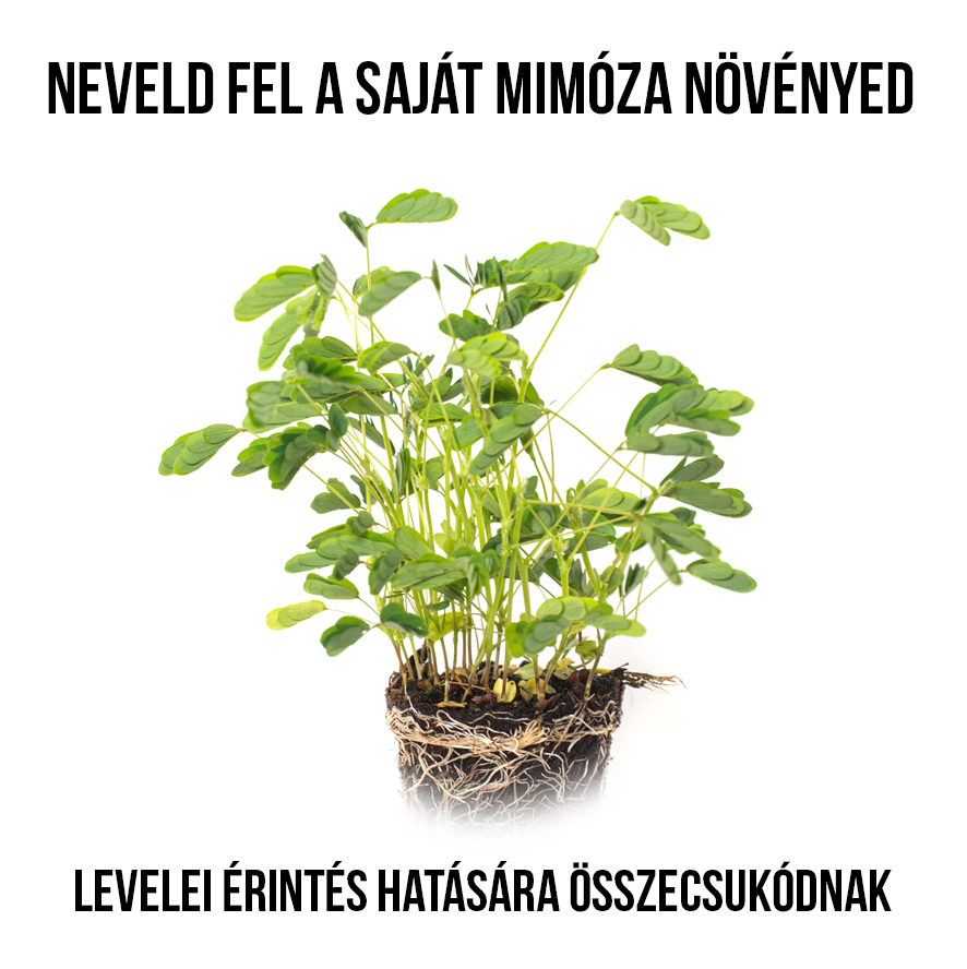 Szemérmes Mimóza növény nevelő szett