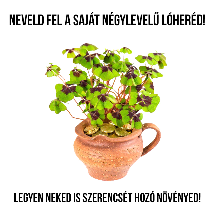 Szerencsehozó lóhere növény nevelő szett