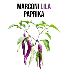 Lila marconi paprika növény nevelő szett - Image 3