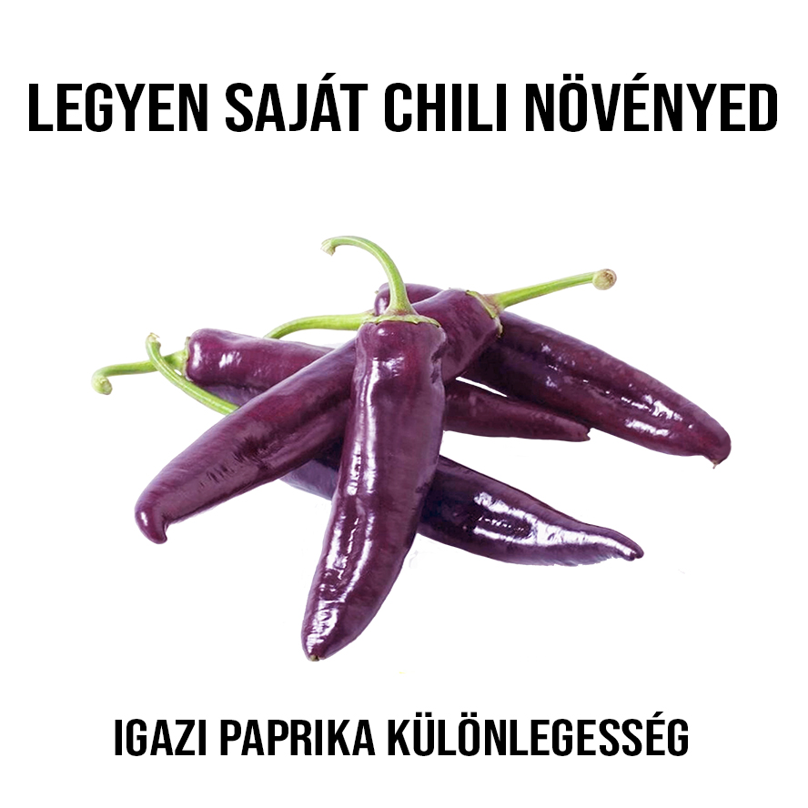 Lila marconi paprika növény nevelő szett