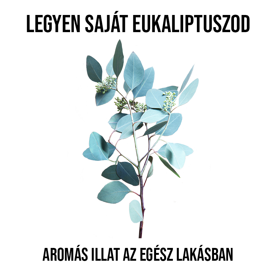 Eukaliptusz növény nevelő szett