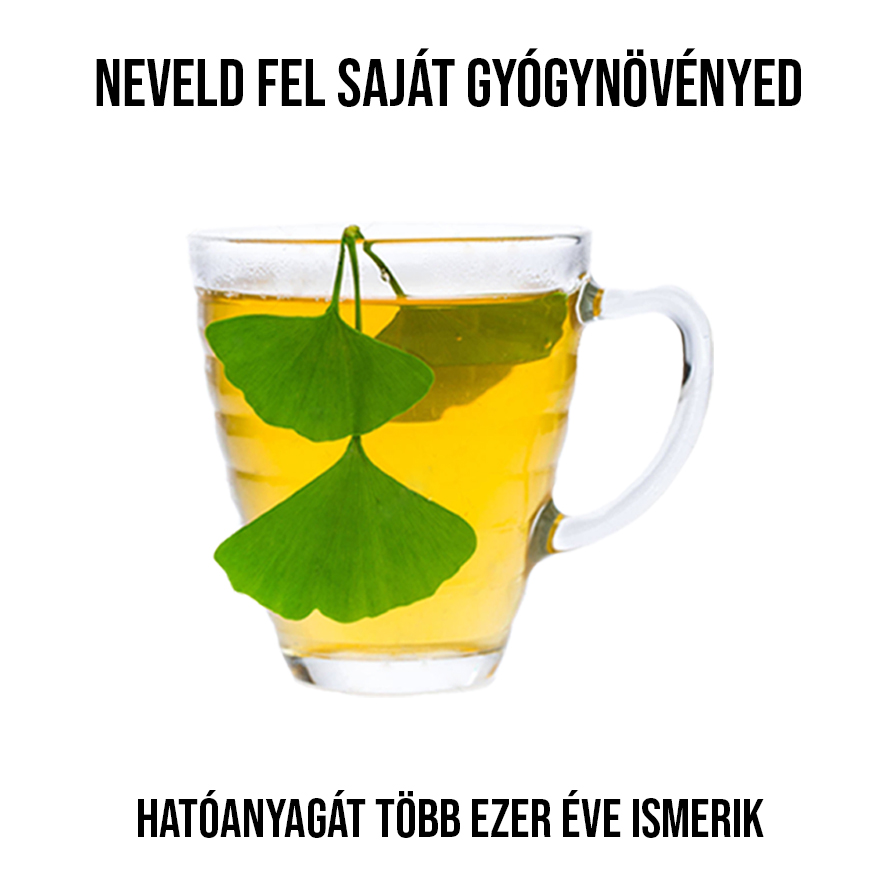 Ginkgo Biloba növény nevelő szett