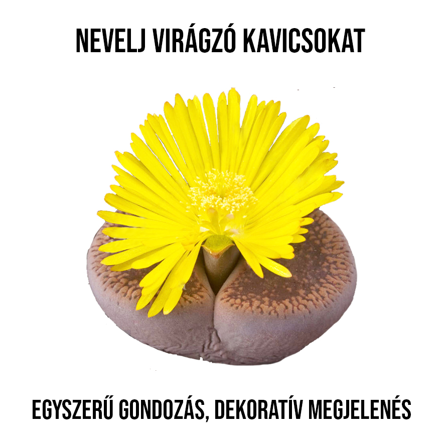 Kavicskaktusz növény nevelő szett