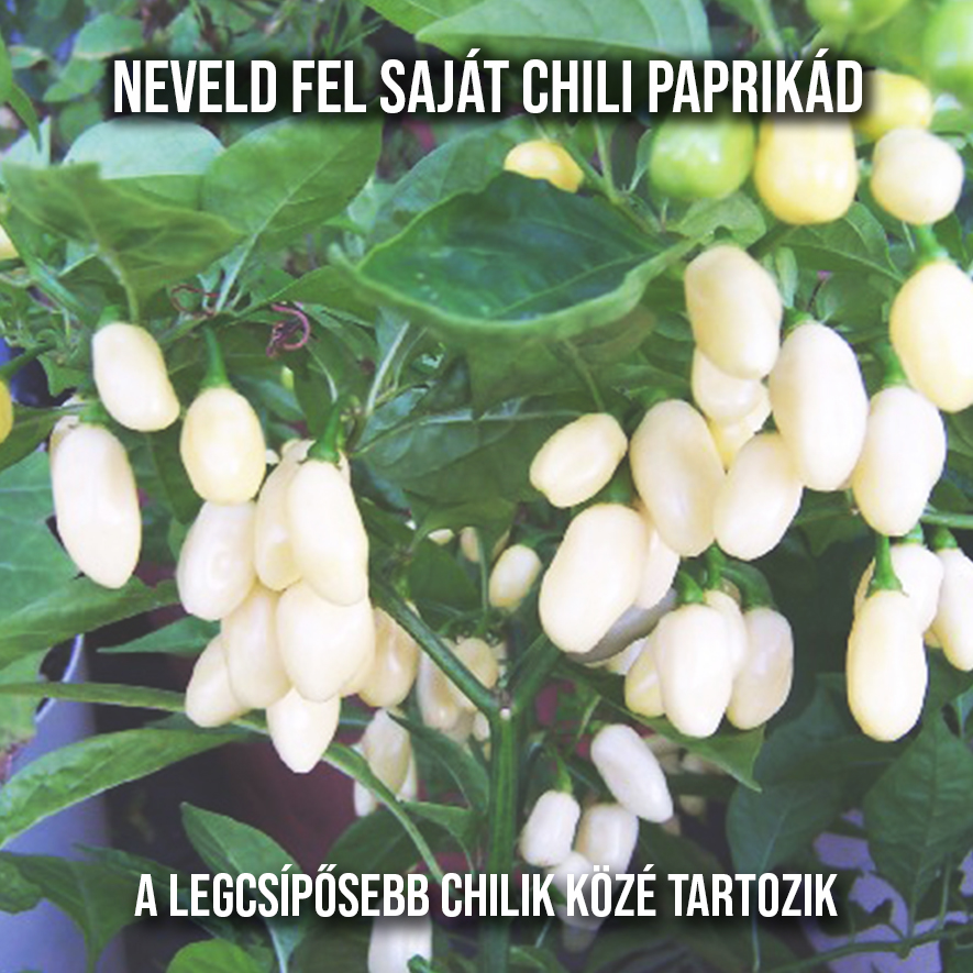 Habanero white chili paprika növény nevelő szett