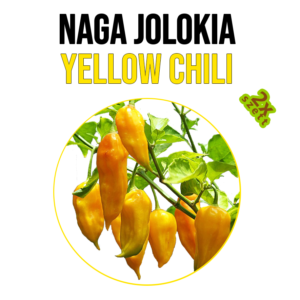 Naga Jolokia yellow chili paprika növény nevelő szett - Image 3